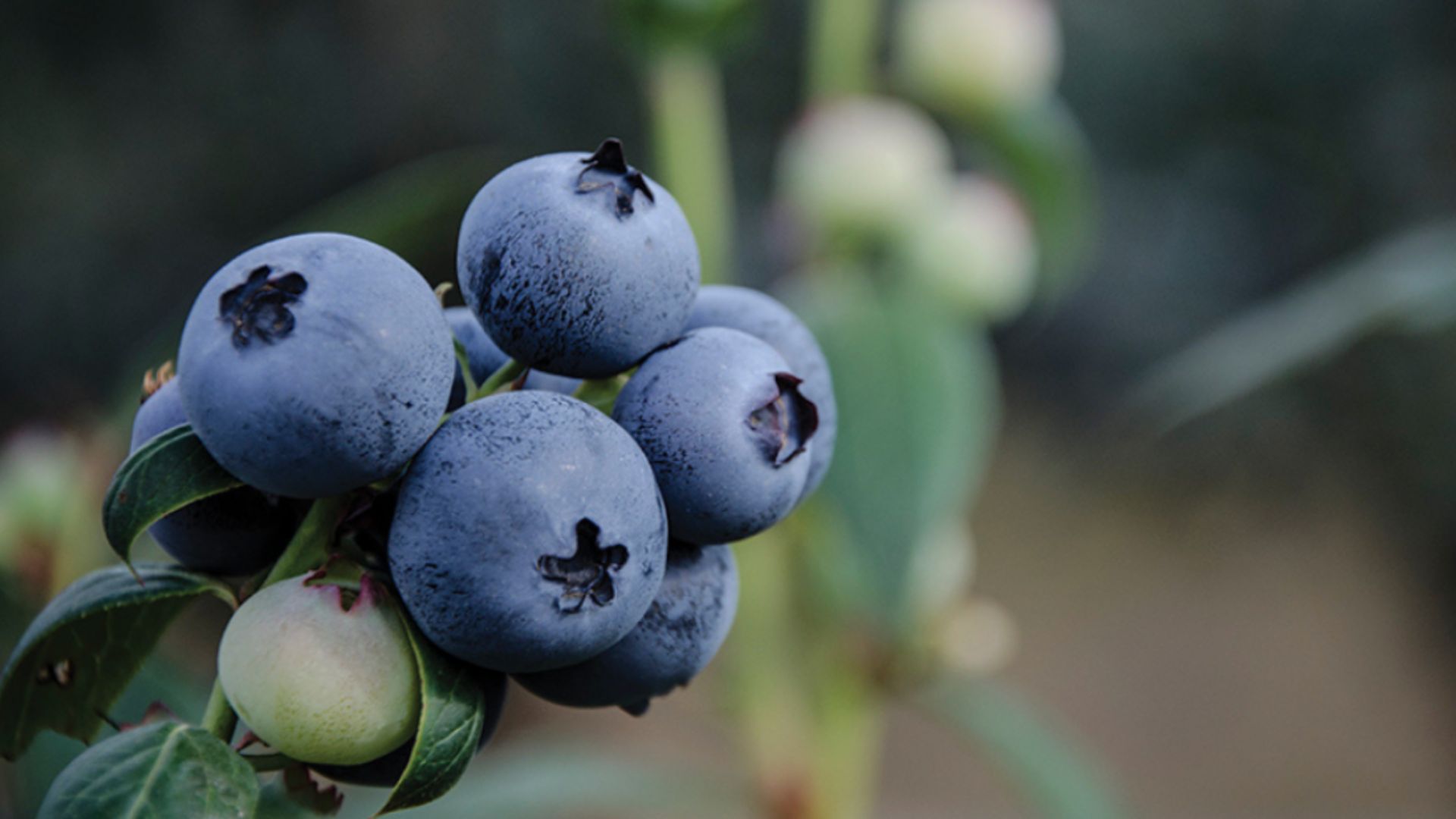 Earth-first philosophy