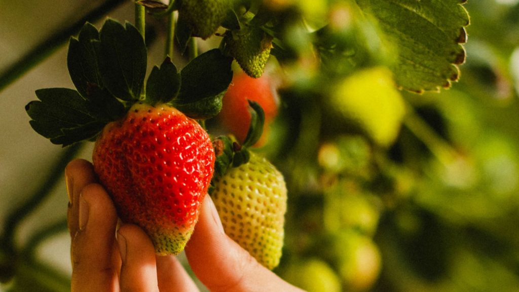 Strawberries Archives | Naturipe Farms Fresh Berries