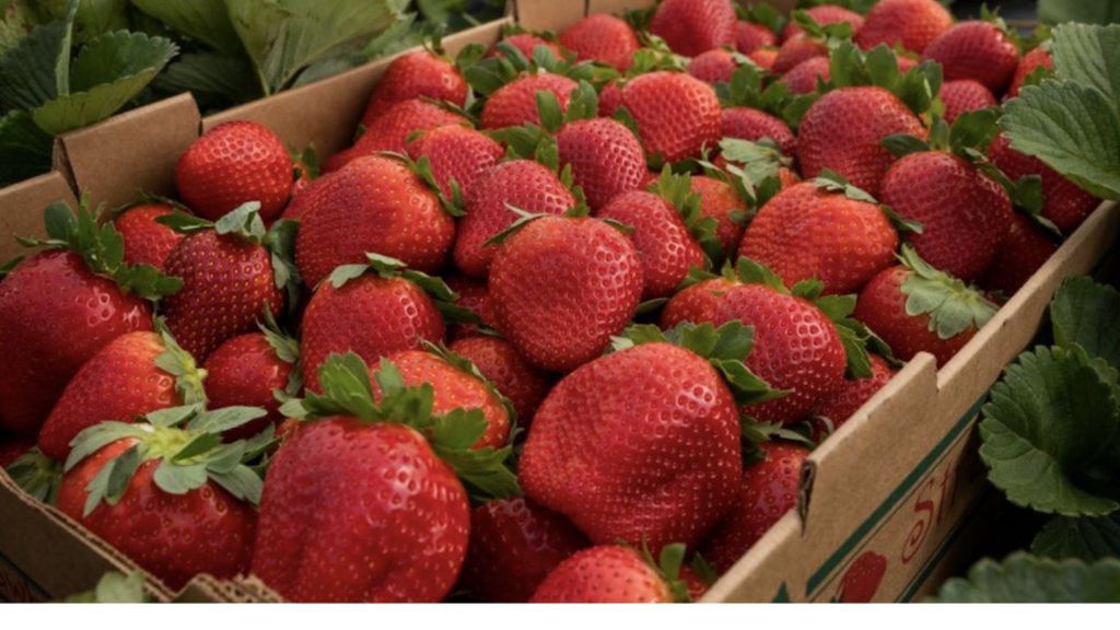 Strawberries Archives | Naturipe Farms Fresh Berries