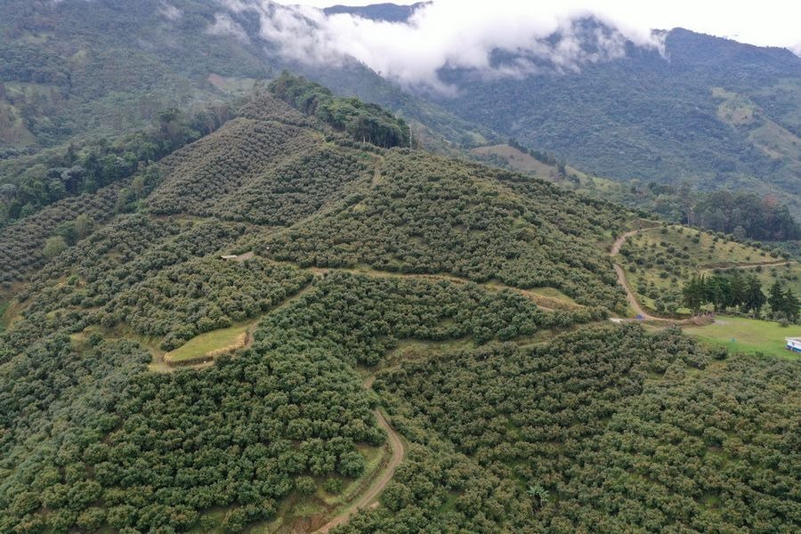 naturipe avocado groves