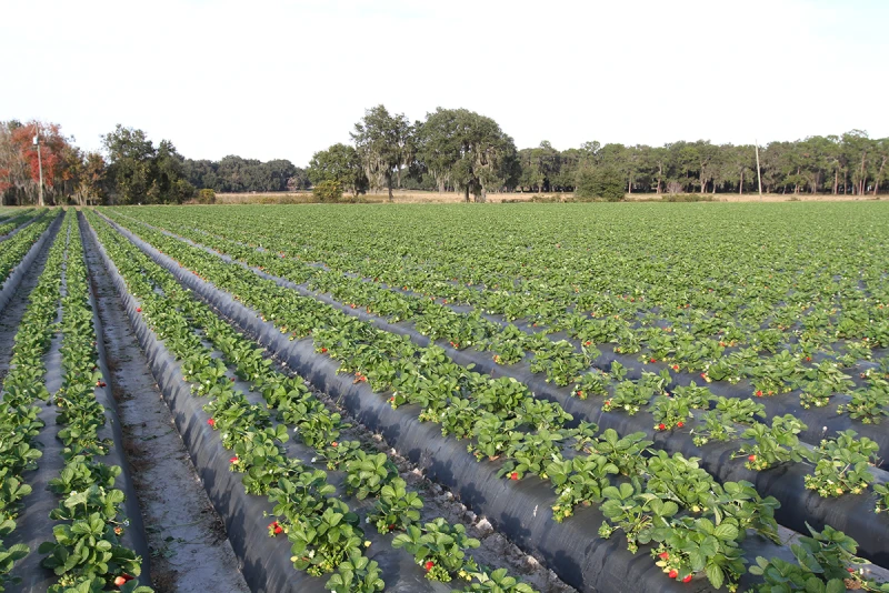 fields of strawberries