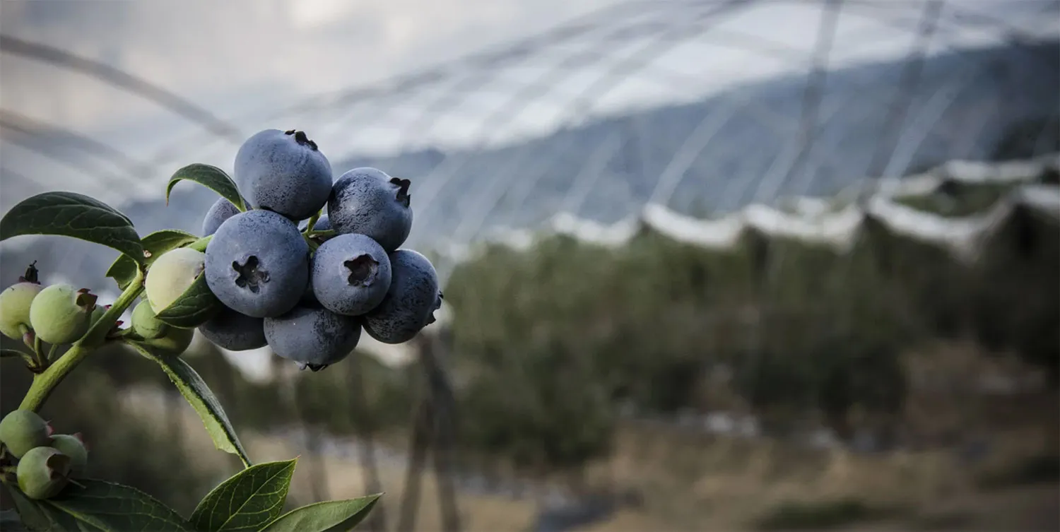 blueberries on vine