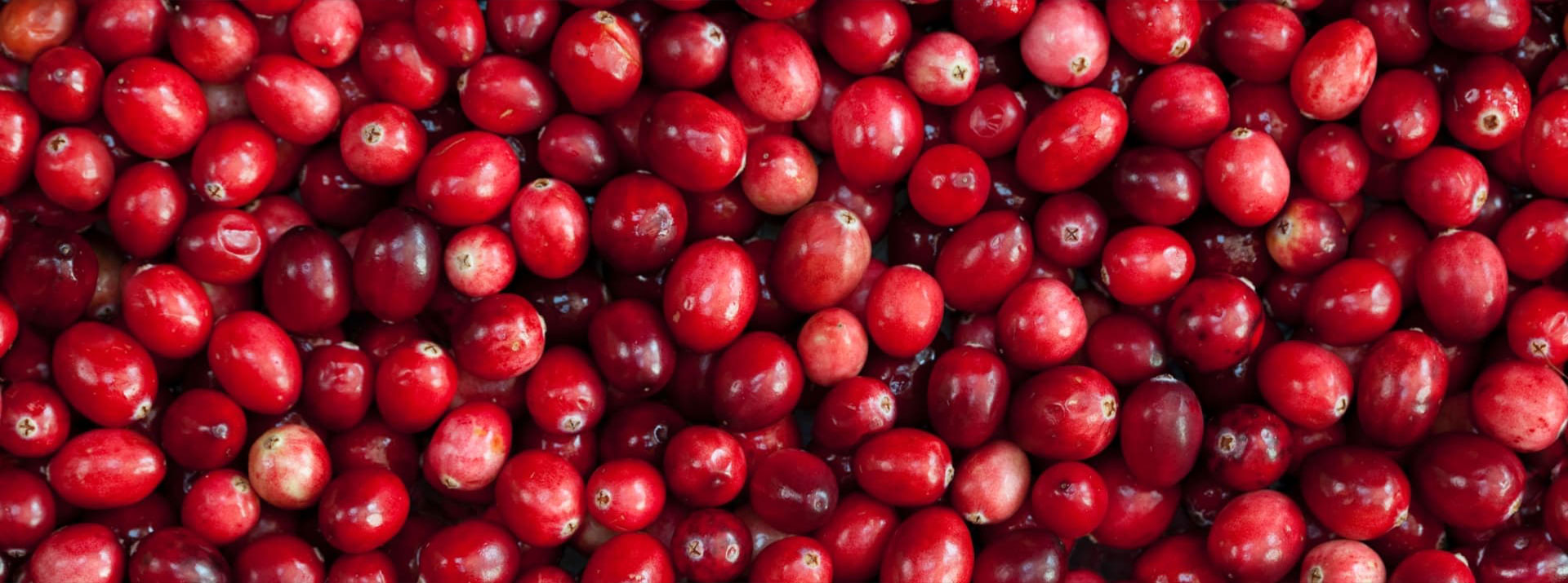 Cranberries: A Superfruit | Naturipe Farms Fresh Berries