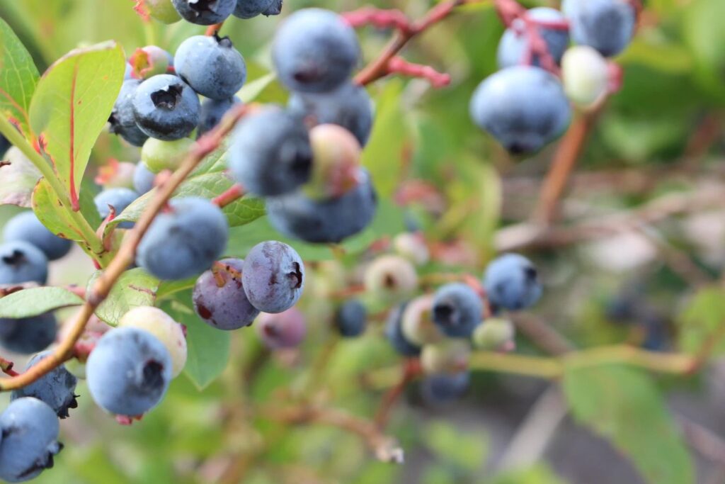 blueberries on vine