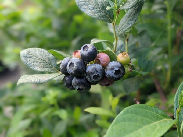 Blueberry bush