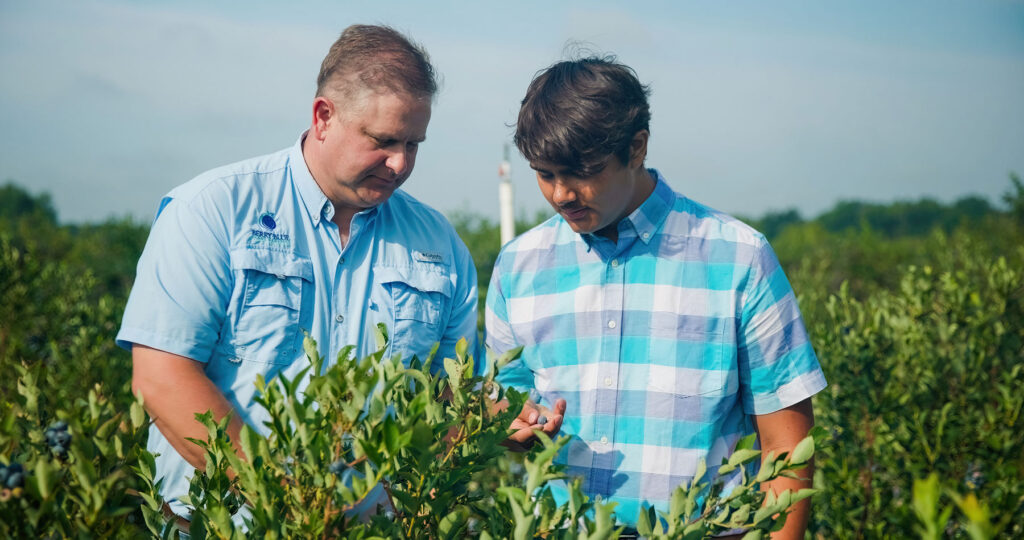 blueberry growers inspecting crop on plant