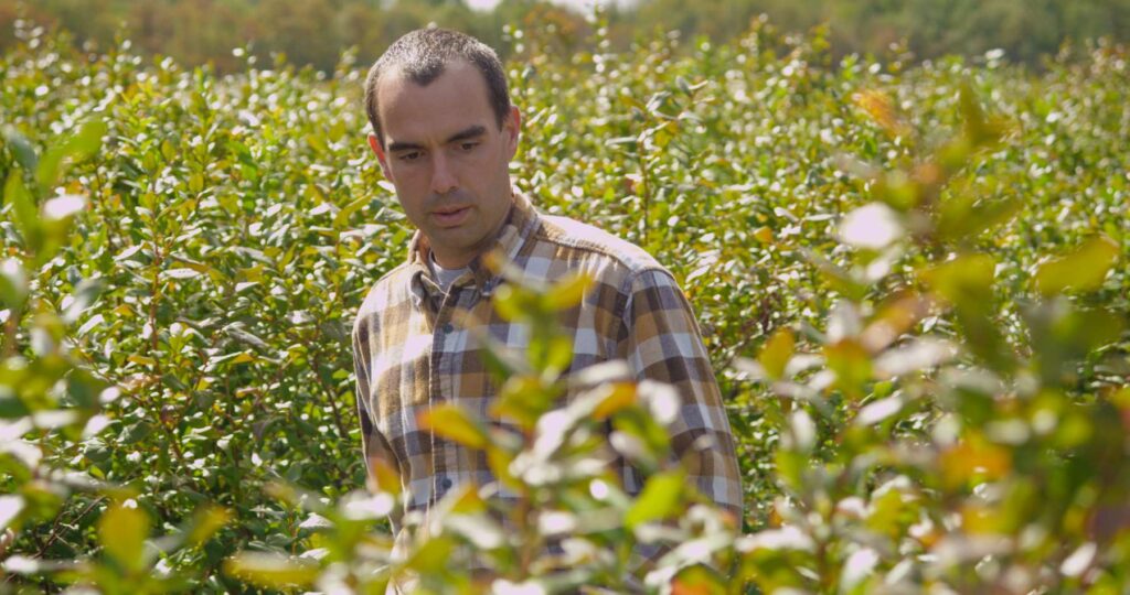 blueberry grower in field looking at plants