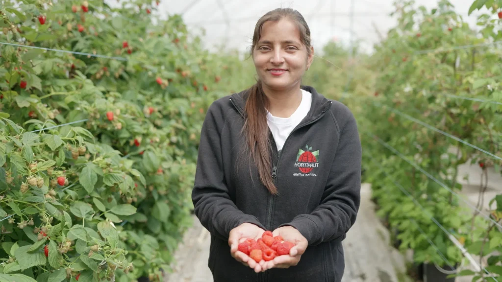 woman holding raspberries in greenhouse