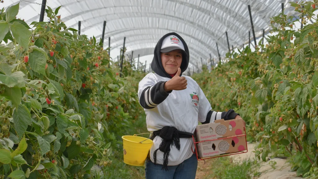 woman in greenhouse giving thumbs up while holding boxes of raspberries
