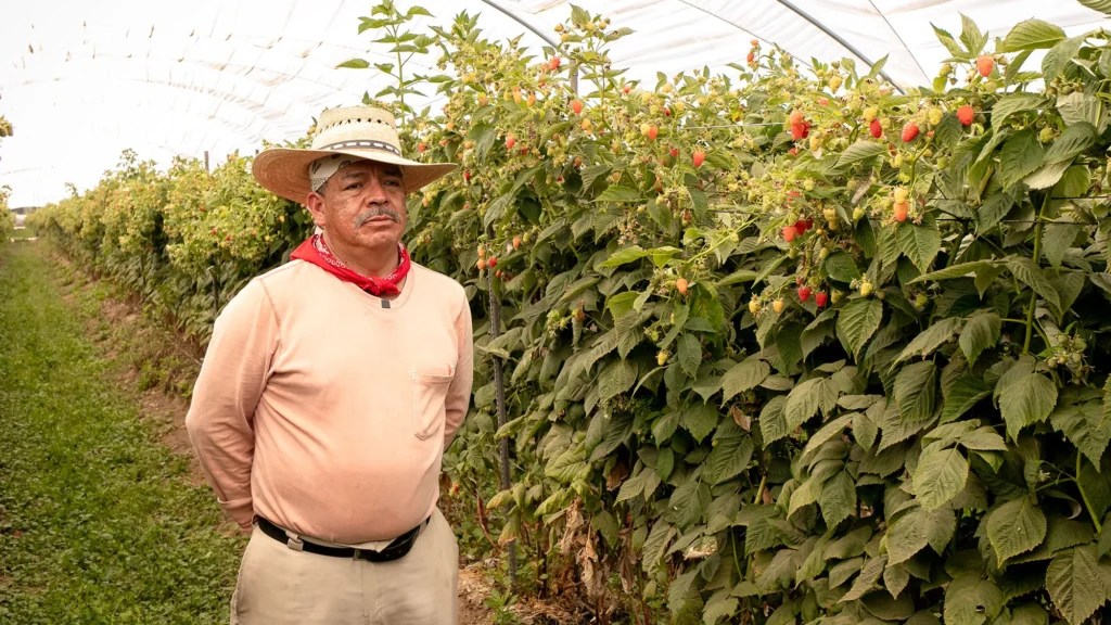man in hat and bandanna standing in raspberry greenhouse