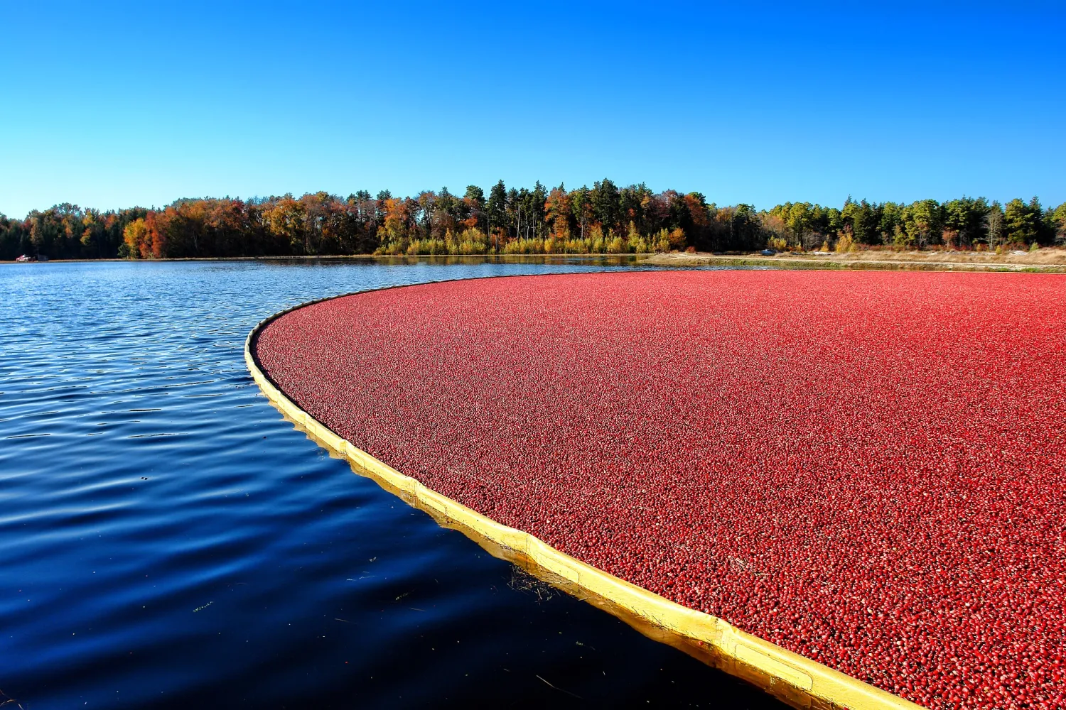 cranberries growing in bog of water