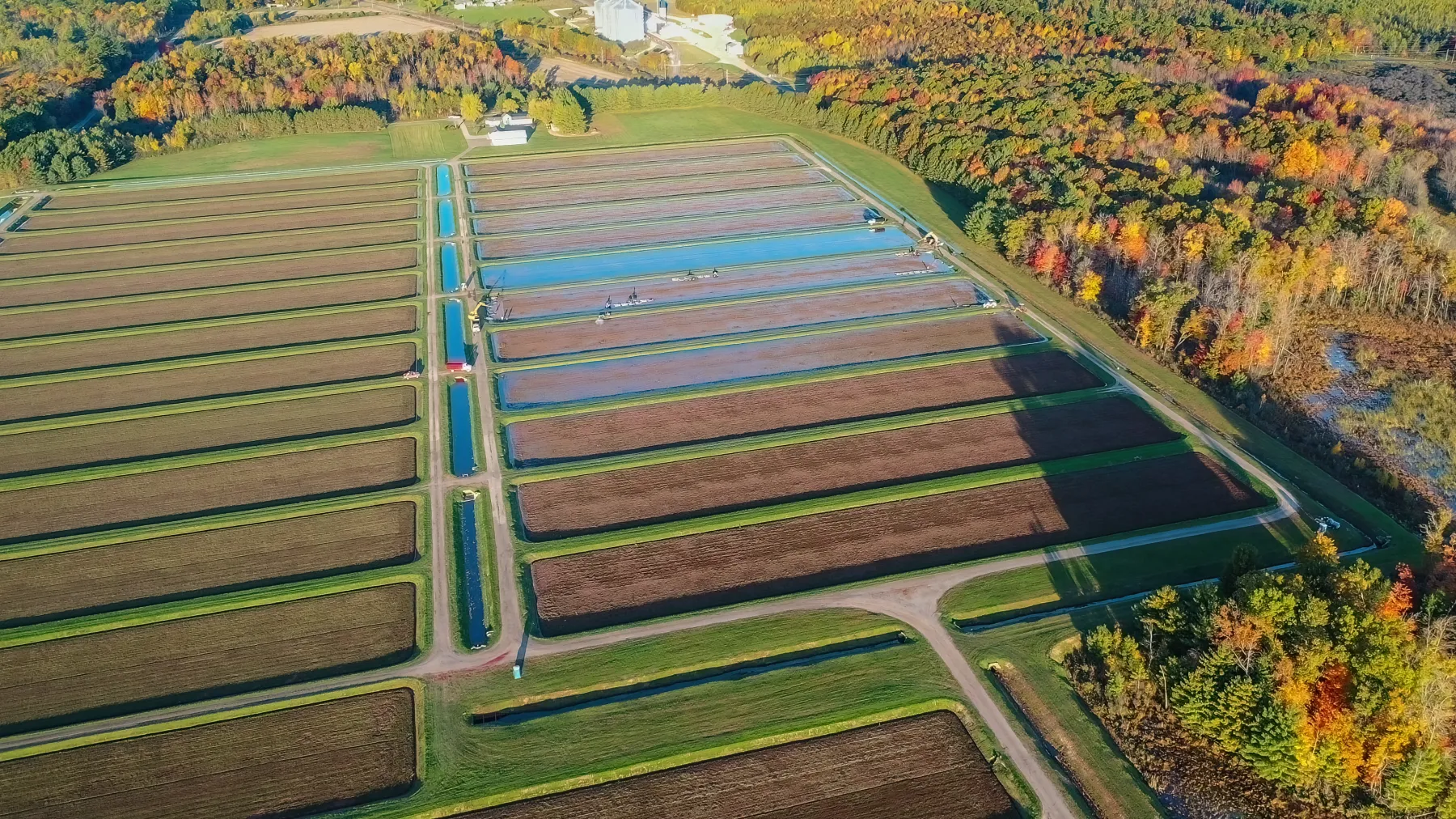 fields of cranberries growing