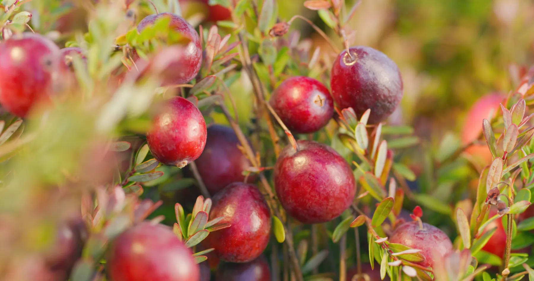 cranberries growing