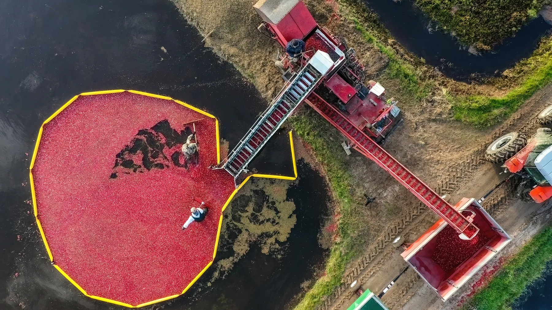 cranberry bog from overhead