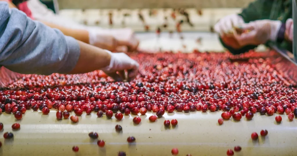 workers doing quality control inspection on cranberries on a conveyor belt